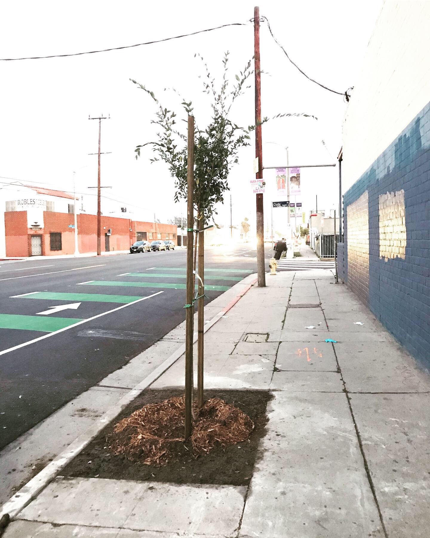 tree planted in West Adams sidewalk